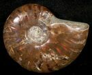 Flashy Red Iridescent Ammonite - Wide #10369-1